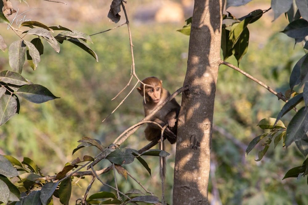 Young rhesus macaque on a branch