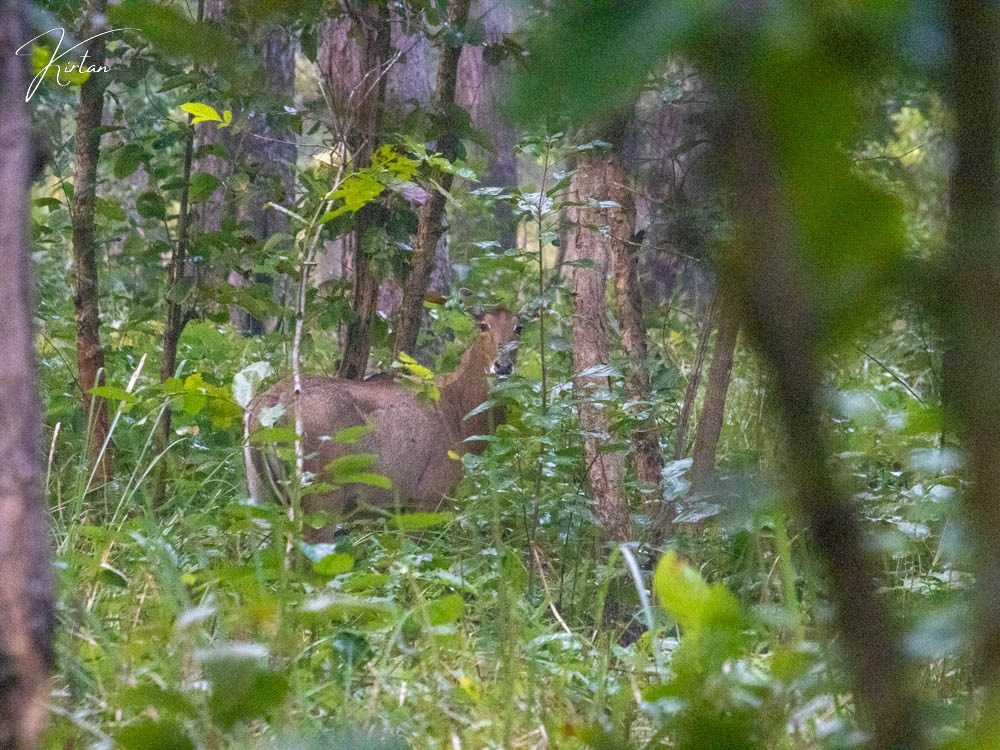 Nilgai looking back through forest undergrowth