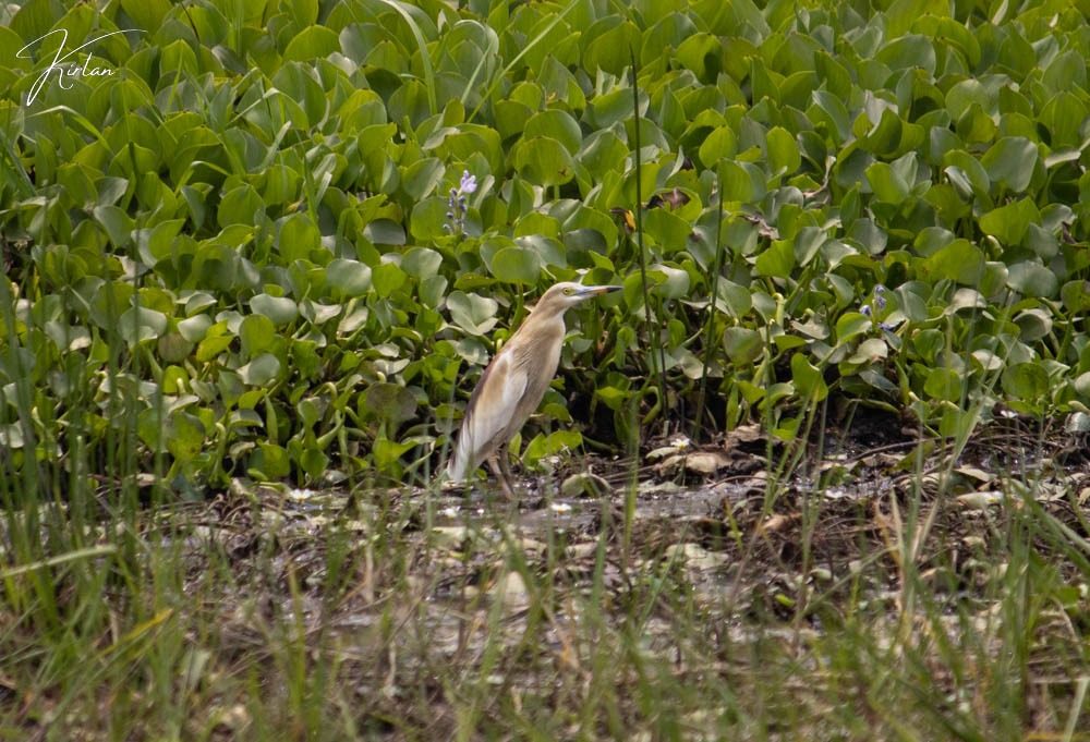 Indian pond heron among water hyacinth