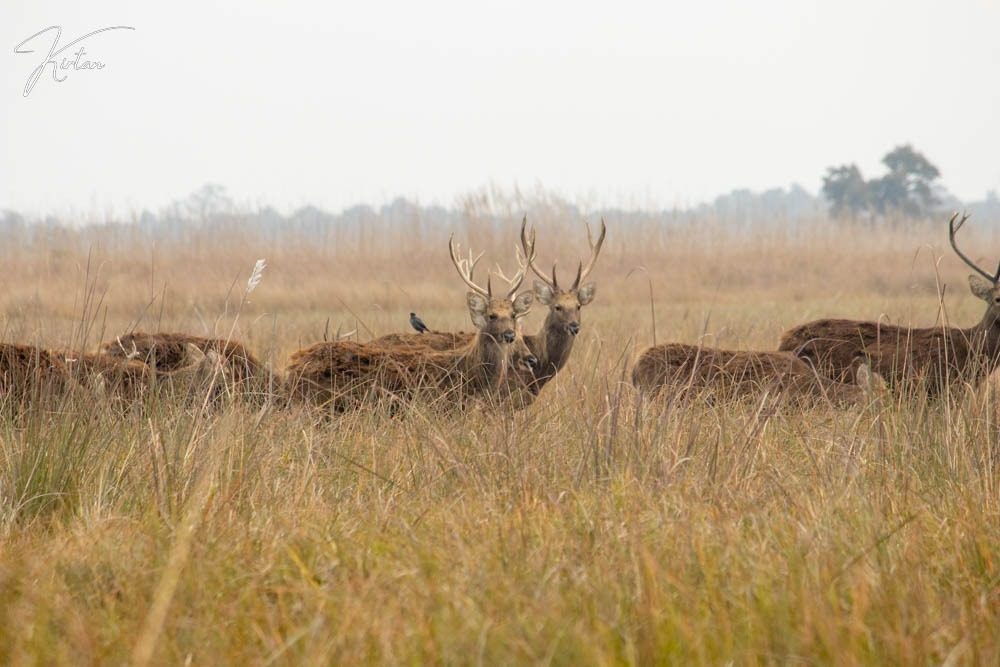 Swamp deer stags in tall grassland, photographed by Kirtan Pandit