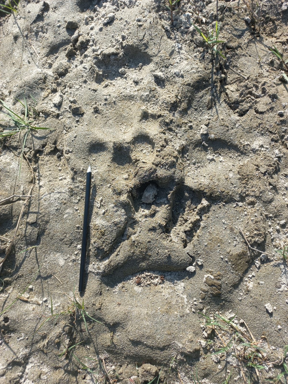 A tiger pugmark in river sand with a pencil for scale