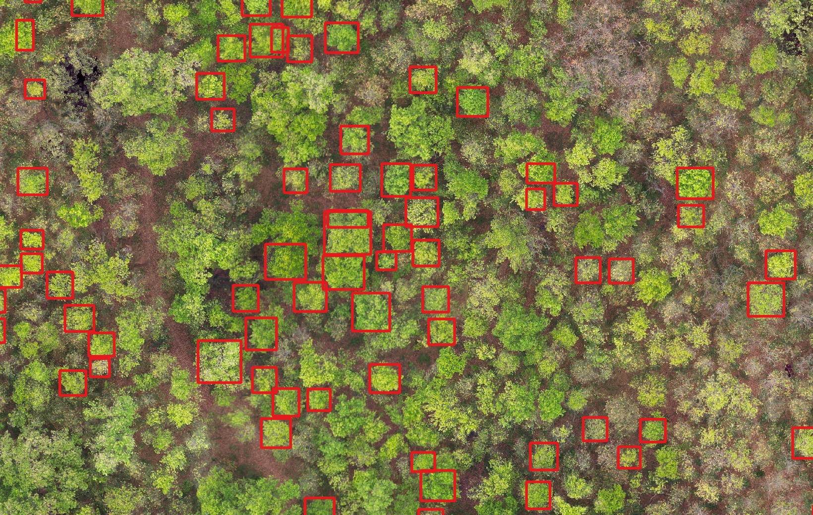 UAV canopy detection over Shree Manakamana community forest — individual trees delineated